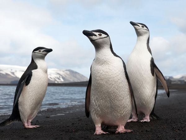http://penguinplacepost.files.wordpress.com/2011/05/penguin-decline-antarctica_34457_600x450.jpeg