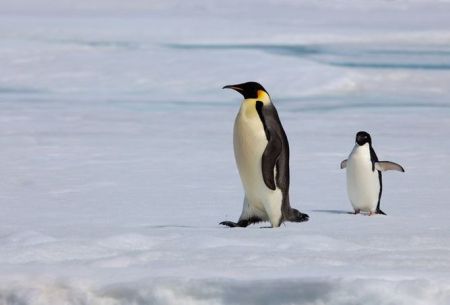 Emperor Penguins waddle when they walk but you should see them swim.