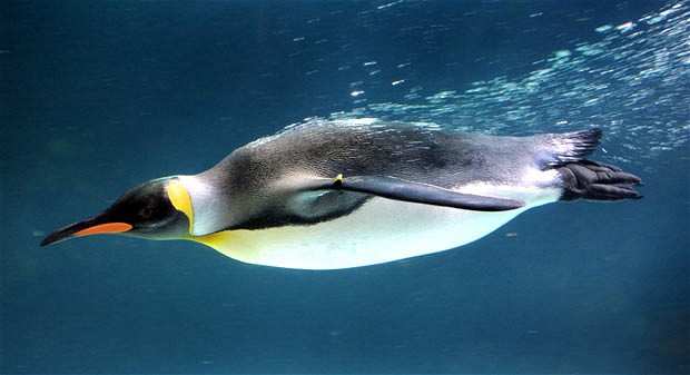 Kickboading  Penguin-australia_2051544i