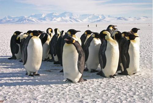 How do penguins behave?